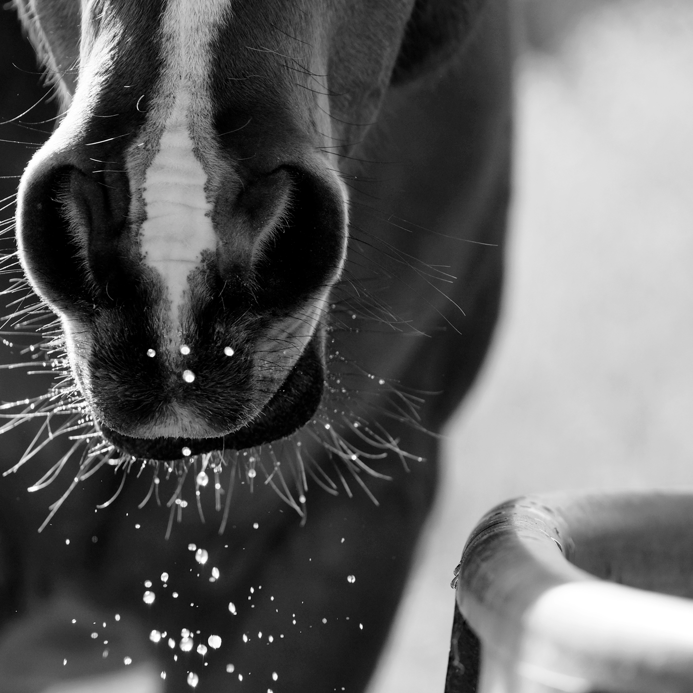 Managing High Heat Conditions for Horses and Riders