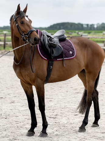 PS of Sweden - Saddle Pad Jump Signature - Cheval Equestrian Inc.